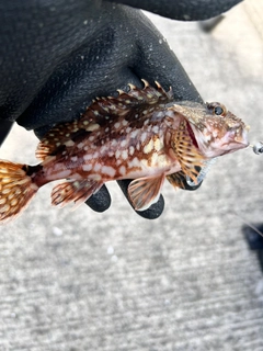 カサゴの釣果