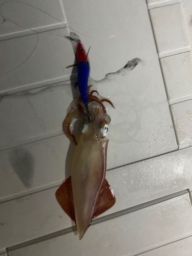 ケンサキイカの釣果