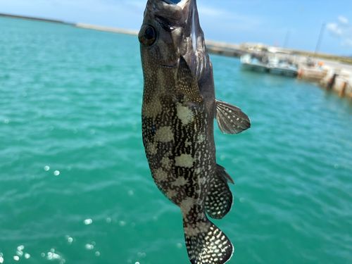ナミハタの釣果