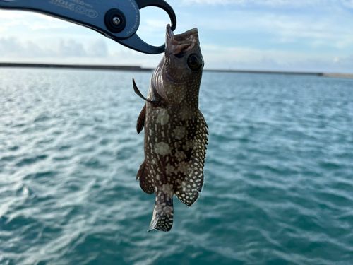 ナミハタの釣果