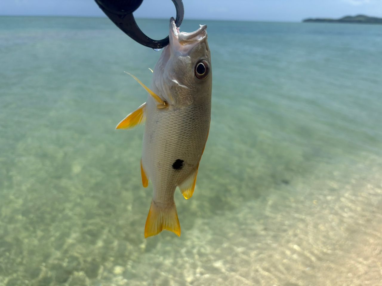 クロホシフエダイ