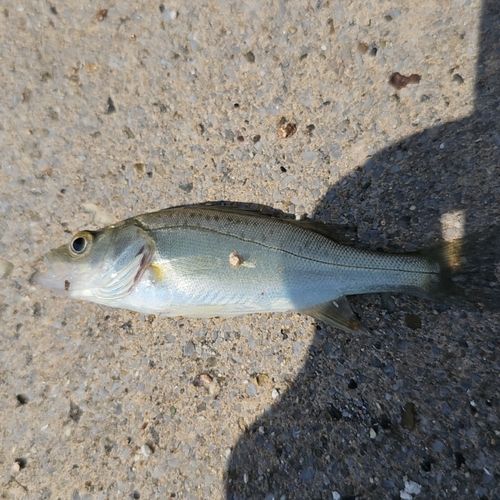 セイゴ（ヒラスズキ）の釣果