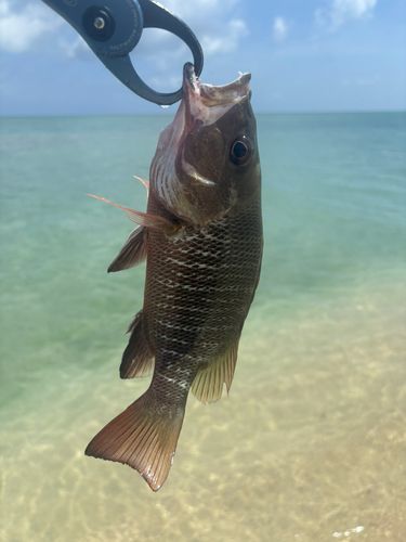 ゴマフエダイの釣果