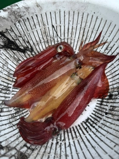 マルイカの釣果