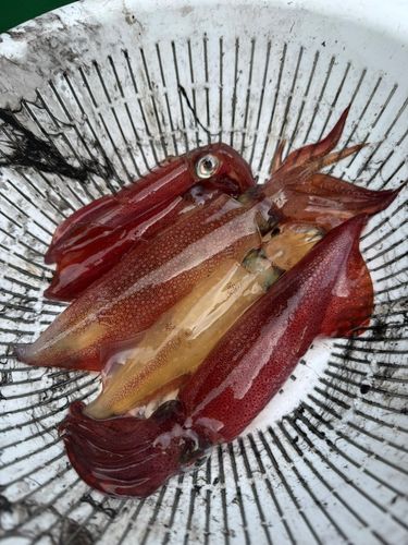 マルイカの釣果