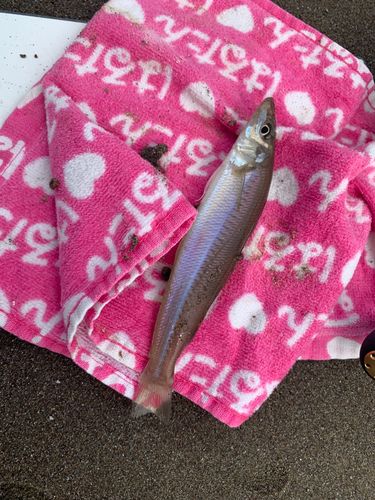 シロギスの釣果