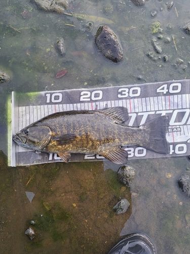 スモールマウスバスの釣果