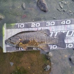 スモールマウスバス