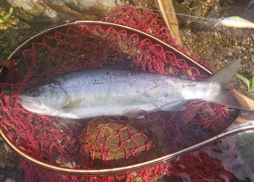 ヤマメの釣果