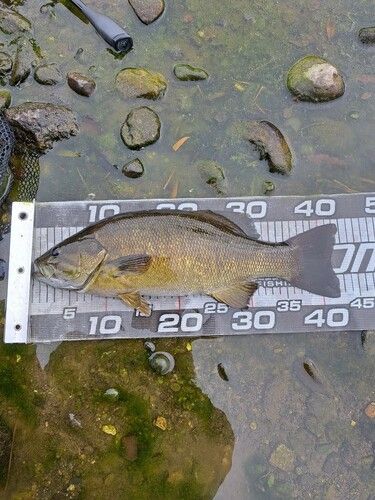 スモールマウスバスの釣果