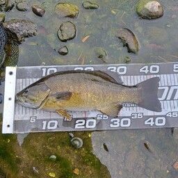 スモールマウスバス