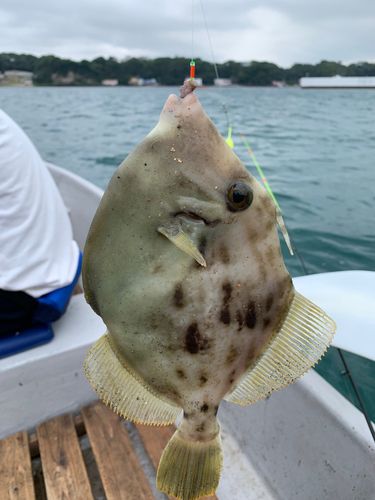 カワハギの釣果