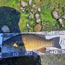 スモールマウスバス