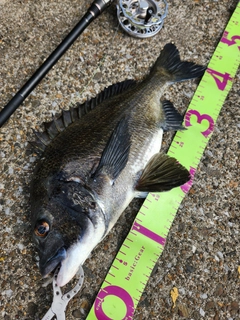 クロダイの釣果