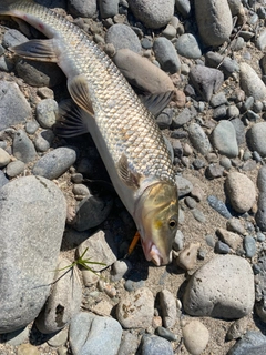 ニゴイの釣果