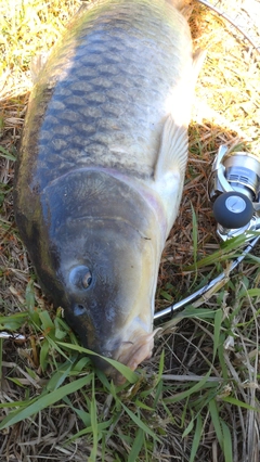 コイの釣果