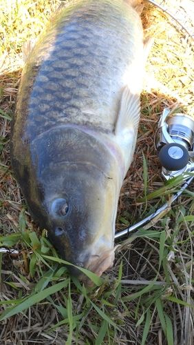 コイの釣果