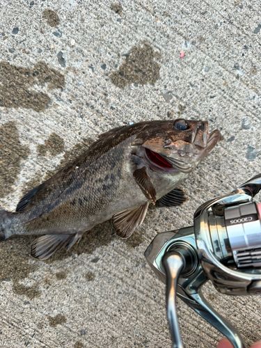 クロソイの釣果