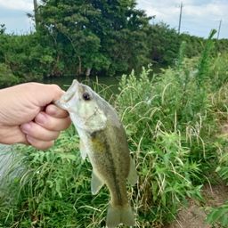 ラージマウスバス