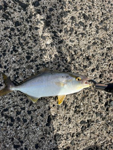 ネリゴの釣果