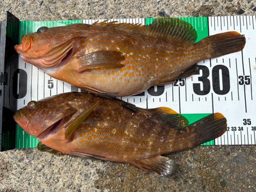 キジハタの釣果