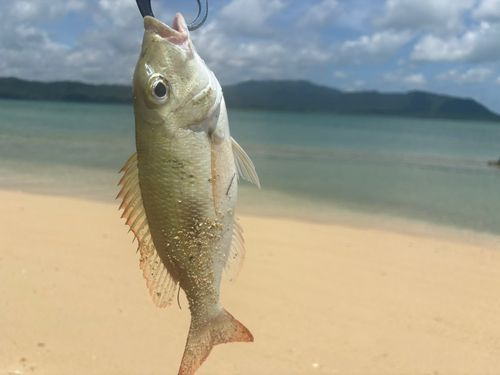 マトフエフキの釣果