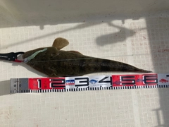 マゴチの釣果
