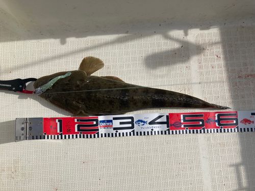 マゴチの釣果