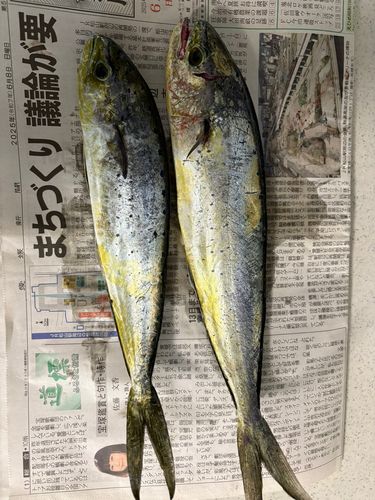 シイラの釣果