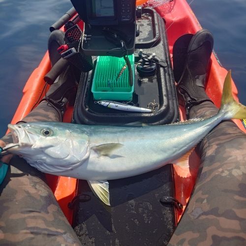 ワラサの釣果