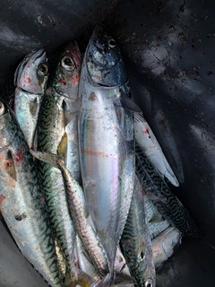 ソウダガツオの釣果
