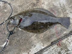 ヒラメの釣果