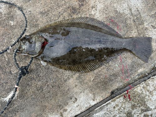 ヒラメの釣果