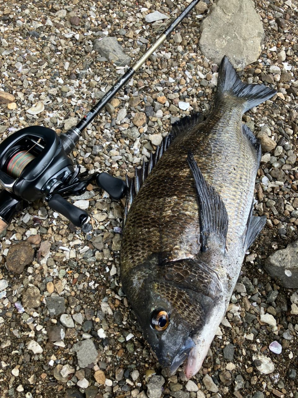 AbuGarcia ソルティーステージ・KR-X・ベイトフィネスカスタム