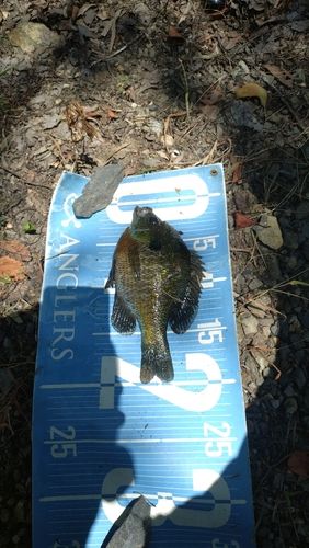 ブルーギルの釣果