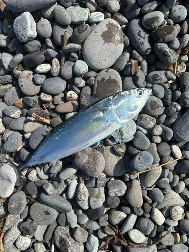 ソウダガツオの釣果