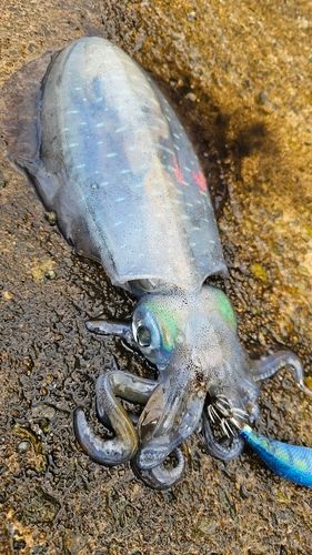 アオリイカの釣果