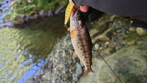 ヤマメの釣果