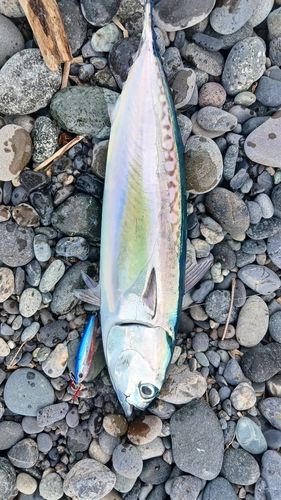 マルソウダの釣果