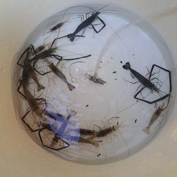 テナガエビ