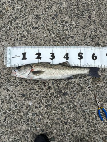 スズキの釣果