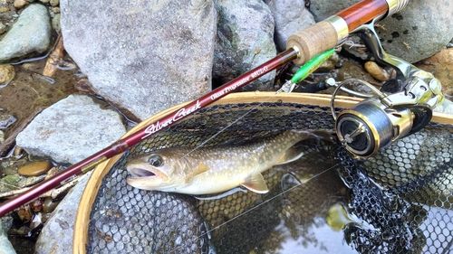 イワナの釣果