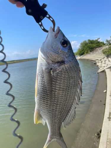 キビレの釣果