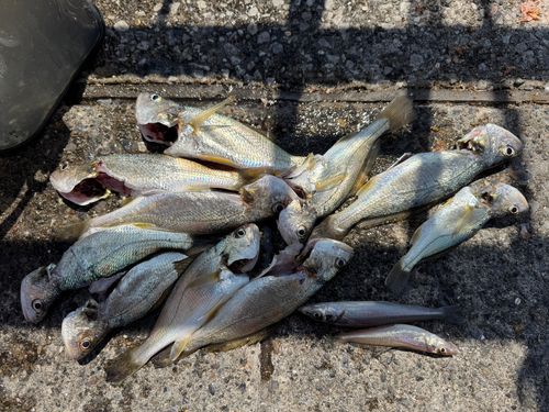 イシモチの釣果