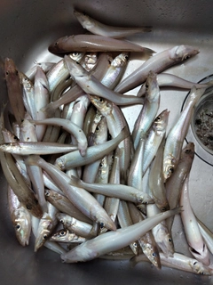 キスの釣果