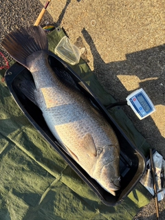 アカメの釣果