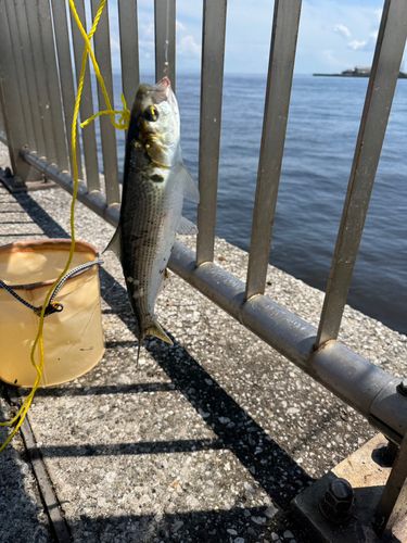 コノシロの釣果