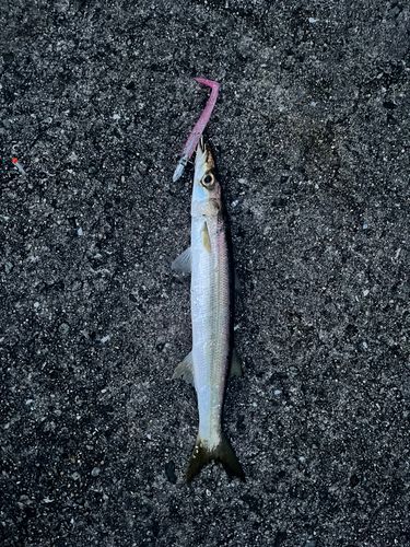 カマスの釣果