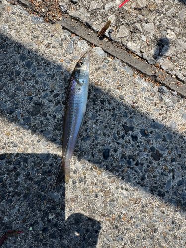 シロギスの釣果