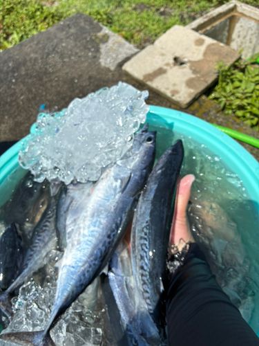 ソウダガツオの釣果